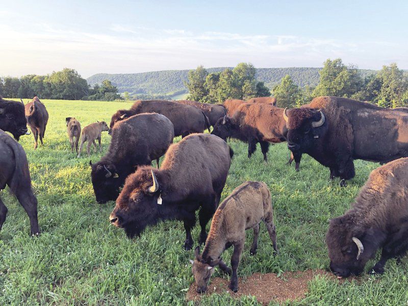 Rancher: Wayward buffalo are making way home